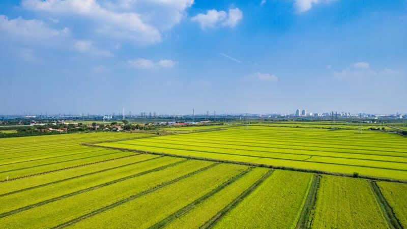 果树植保无人机作业：优势与挑战并存