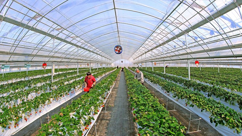 农业种植步骤解析：十大品牌对比解读