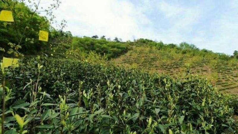 大棚骨架：竹木与钢架的优劣解析**